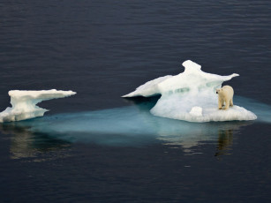 Картинка животные медведи