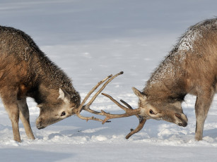 Картинка животные олени
