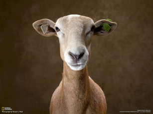 Картинка животные овцы бараны