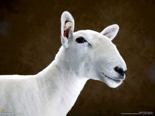 Картинка животные овцы бараны