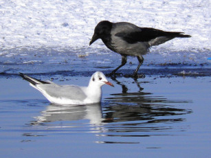 Картинка животные птицы