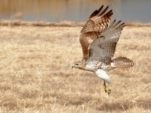 Картинка животные птицы хищники