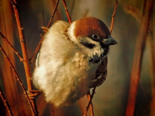 Картинка животные синицы лазоревки