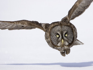 Картинка животные совы бородатая неясыть great grey owl lapland