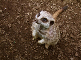 Картинка животные сурикаты