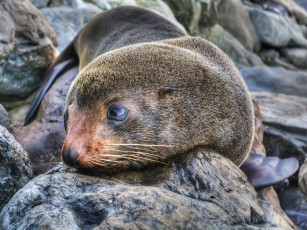 Картинка животные тюлени морские львы котики