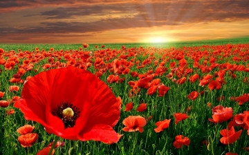 Картинка цветы маки