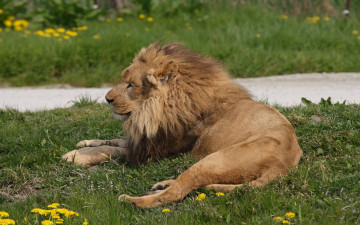 Картинка животные львы