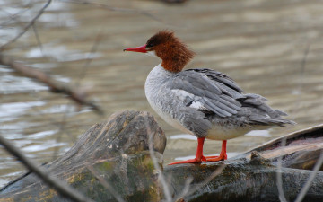 Картинка животные утки