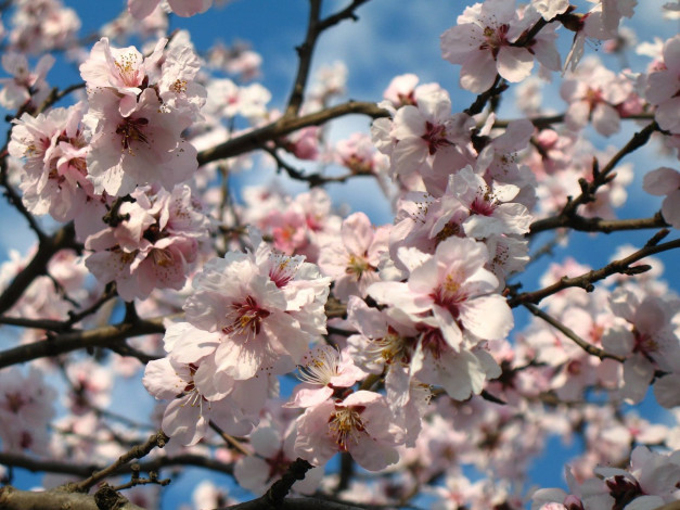 Обои картинки фото цветы, цветущие, деревья, кустарники