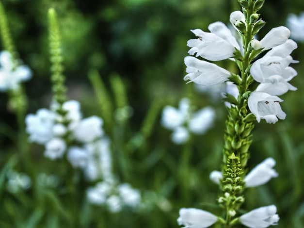 Обои картинки фото цветы, физостегия