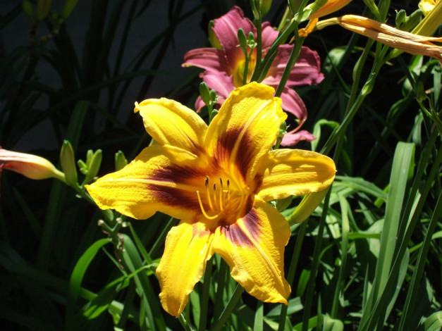 Обои картинки фото цветы, лилии, лилейники