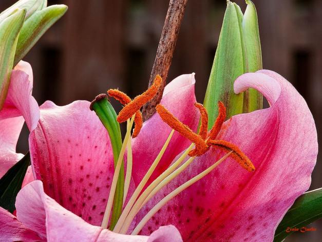 Обои картинки фото цветы, лилии, лилейники