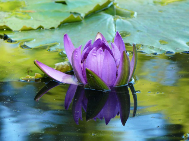 Обои картинки фото цветы, лилии, водяные, нимфеи, кувшинки