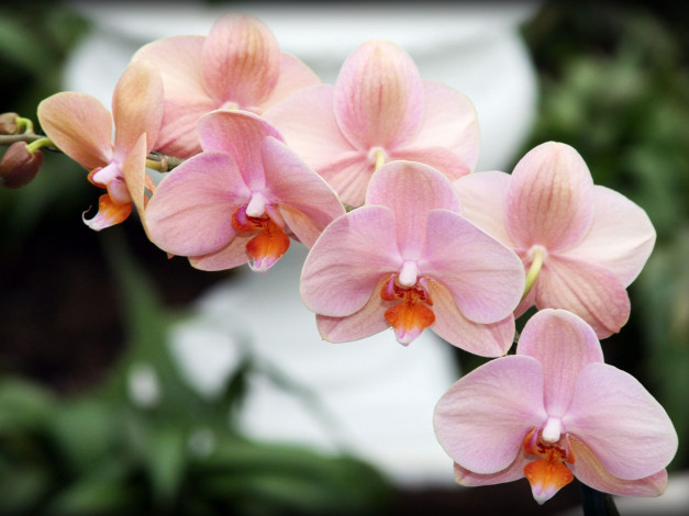 Обои картинки фото цветы, орхидеи