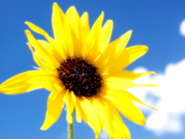 Обои картинки фото цветы, подсолнухи