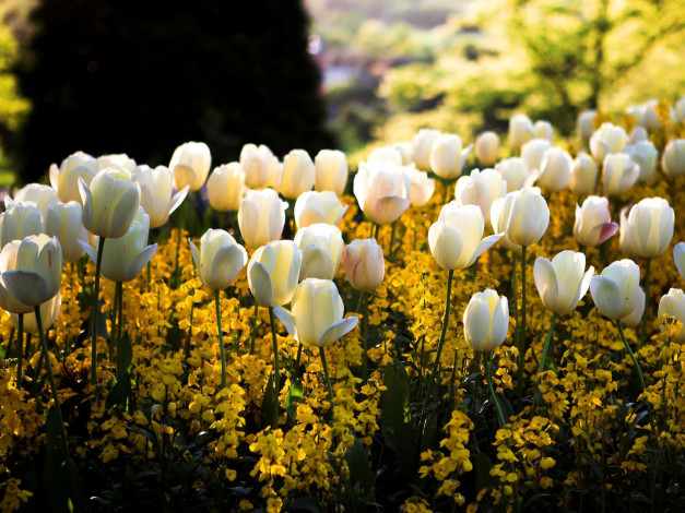 Обои картинки фото цветы, разные, вместе