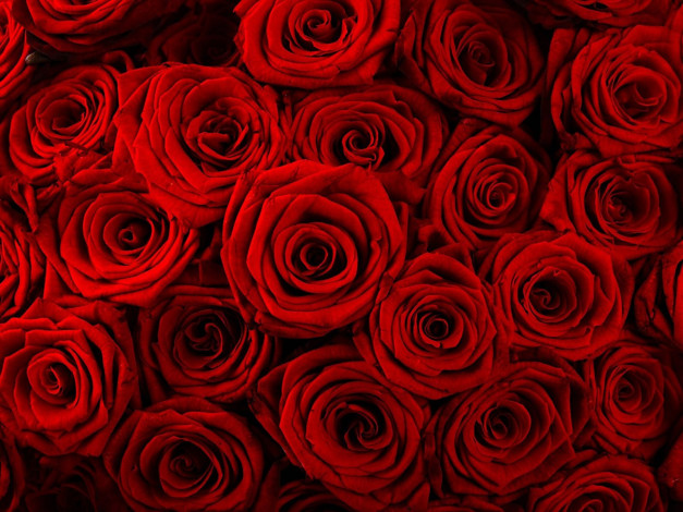 Обои картинки фото цветы, розы