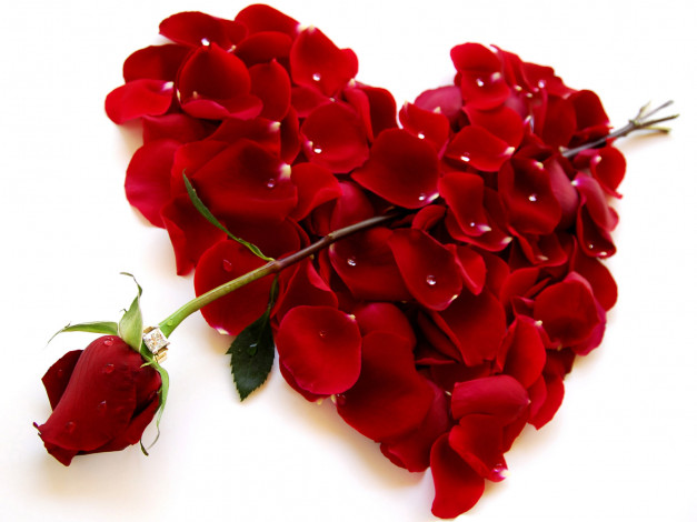 Обои картинки фото цветы, розы