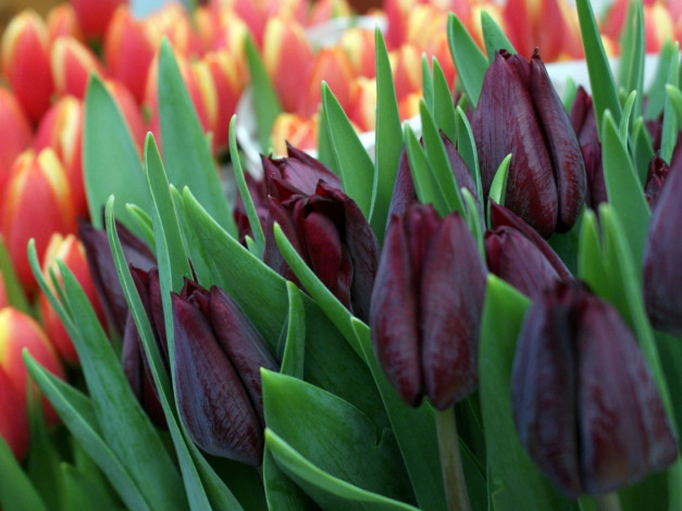 Обои картинки фото цветы, тюльпаны