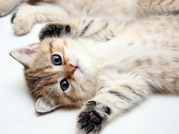 Обои картинки фото животные, коты