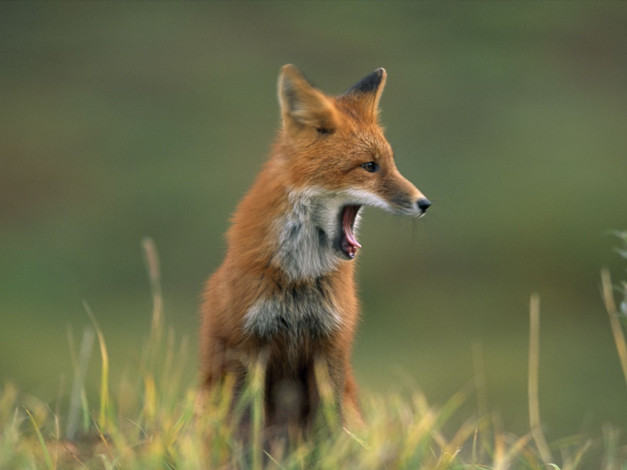 Обои картинки фото животные, лисы