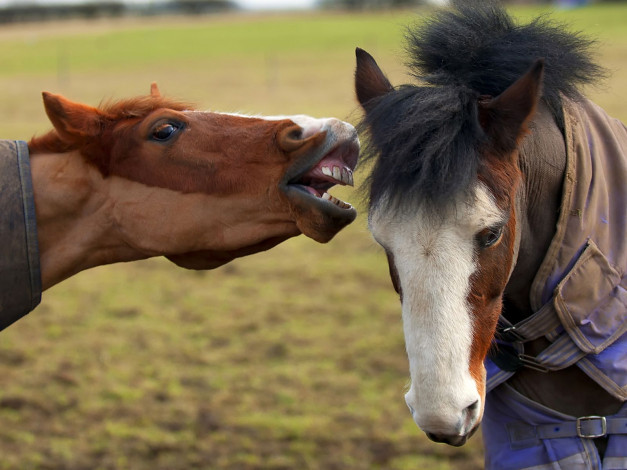 Обои картинки фото животные, лошади