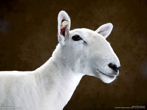 Обои картинки фото животные, овцы, бараны