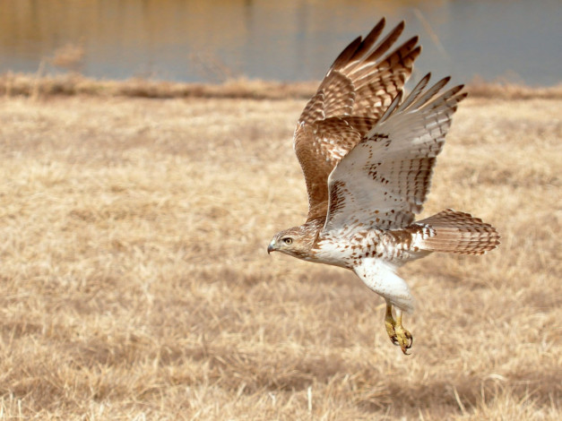 Обои картинки фото животные, птицы, хищники