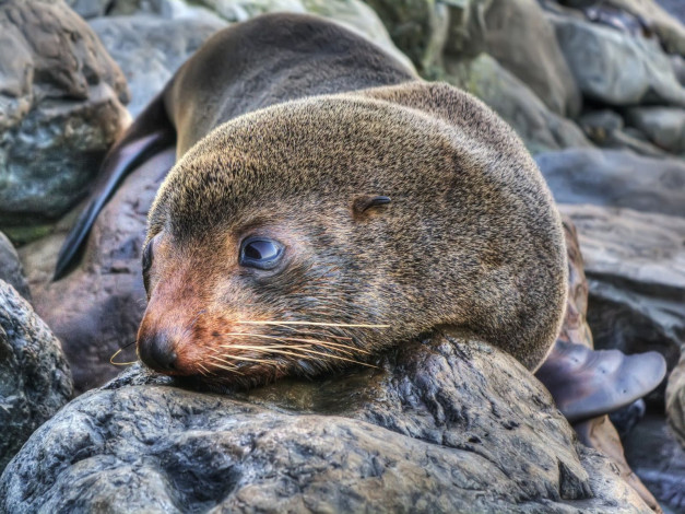 Обои картинки фото животные, тюлени, морские, львы, котики