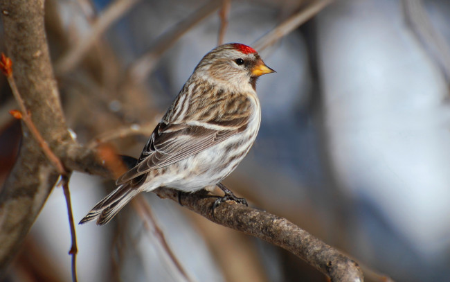 Обои картинки фото животные, птицы