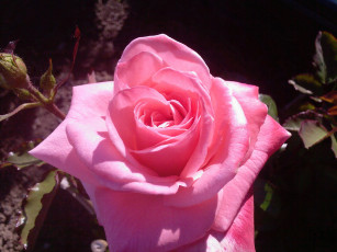 Картинка цветы розы