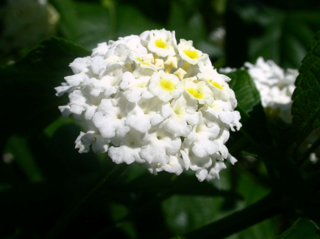 Обои картинки фото цветы, лантана, вербена, белый