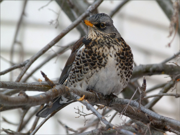 Обои картинки фото животные, птицы, дрозд-рябинник
