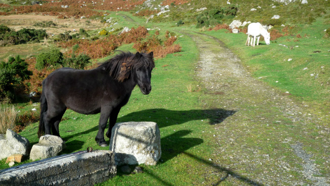 Обои картинки фото животные, лошади, пони