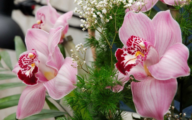 Обои картинки фото цветы, орхидеи, лепестки