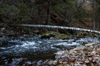Картинка природа реки озера река камни быстрина поток деревья лес бревно береза