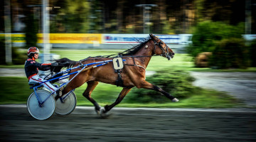 Картинка спорт конный+спорт ипподром бега