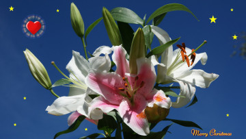 обоя праздничные, - разное , новый год, цветы, сердечко