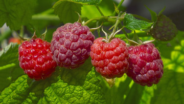 Картинка природа Ягоды малина