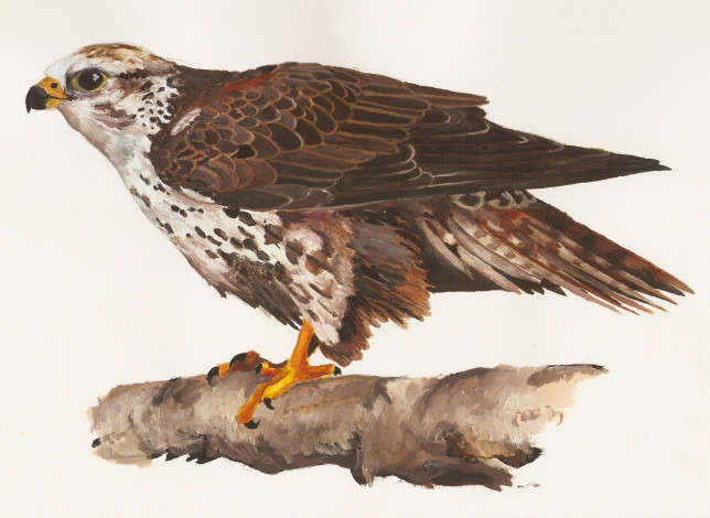 Обои картинки фото рисованные, животные,  птицы,  орлы, орел, клюв