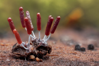 Картинка природа грибы макро