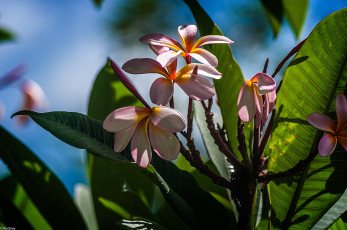 Картинка цветы плюмерия века листья