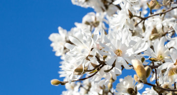 Картинка цветы белые небо макро