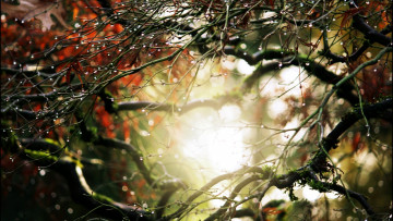 Картинка природа макро дерево капли вода роса