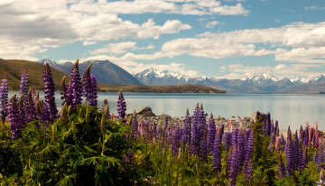 Картинка lake+tekapo+new+zealand природа реки озера цветы небо горы озеро tekapo lake