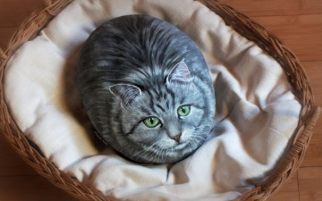 Картинка разное ремесла +поделки +рукоделие ткань рисунок кот камень