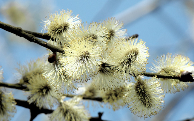 Обои картинки фото цветы, ива , верба, весна, небо, ветка