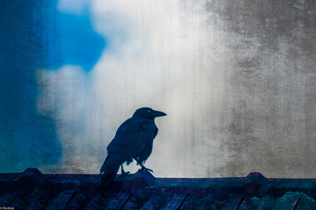Обои картинки фото разное, компьютерный дизайн, ворон, дизайн, птица