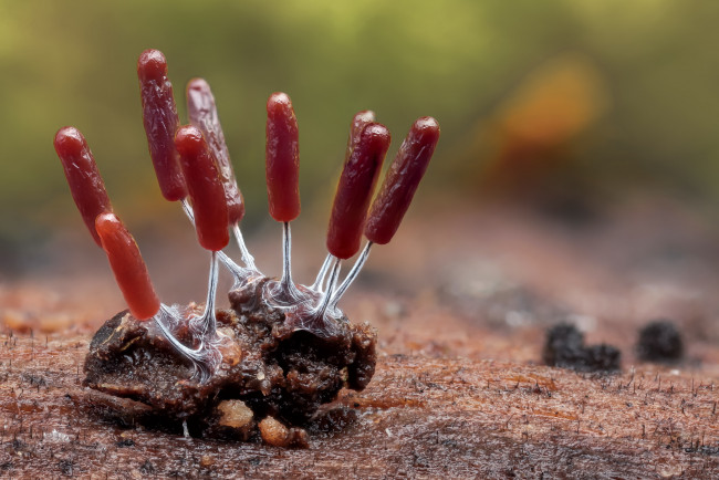 Обои картинки фото природа, грибы, макро